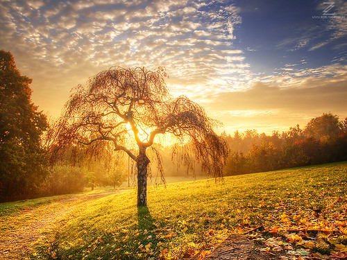 morning autumn light tree sunrise