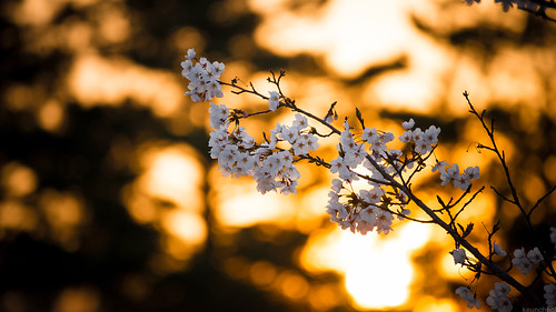 sunset bokeh cherryblossom 벚꽃