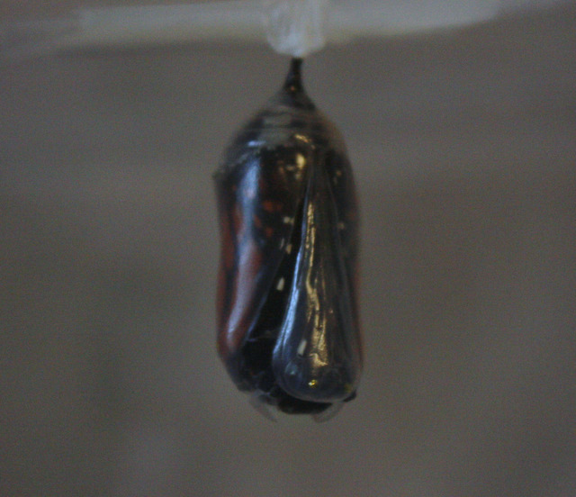 chrysalis from the front, with the first panel open but butterfly completely inside