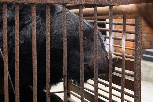 Peter was kept in an extremely small cage before being rescued, China 2013 by Peter Yuen