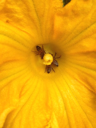 Honey bees on pumpkin flower