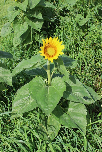 canada quebec québec sunflower qc tournesol upton