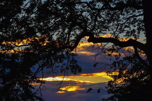 trees light sunset sky sunlight clouds outdoor silhouettes himmel solnedgång ljus