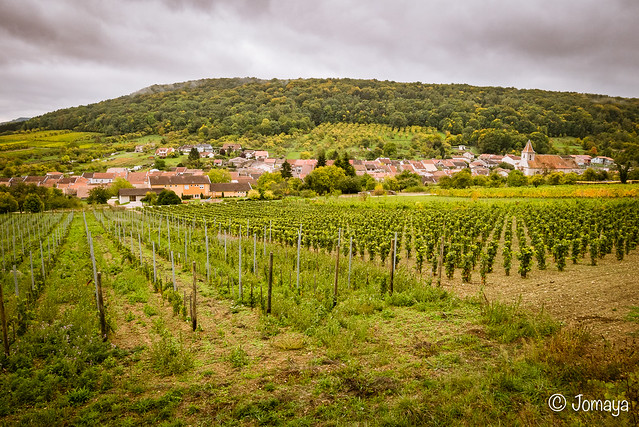 Bruley - Lucey : dans les vignes du Toulois