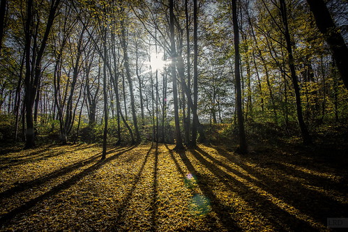 wood morning france fall forest sunrise iledefrance