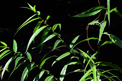 Multi-trunked
Long, willow-like leaves with upright habit