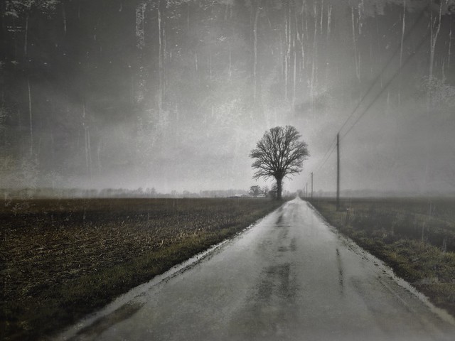 December 26. Rural Indiana. Rain. Road. Tree.