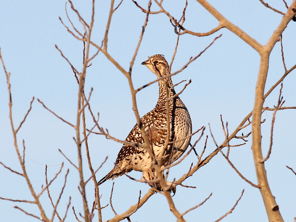 Photograph titled 'Sharp-tailed Grouse'