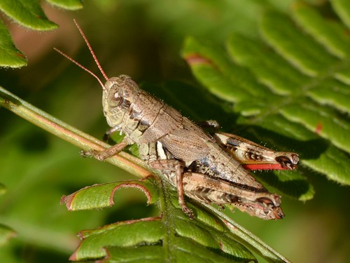 oregon grasshopper twinlakes polypodiaceae orthoptera douglascounty northumpquariver pteridiumaquilinum acrididae melanoplinae shorthorned westernbrackenfern