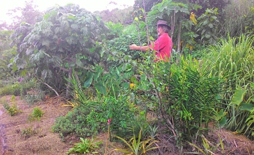 Tom身後的木瓜樹便是與豆科植物一起種植。攝影：林貞妤。
