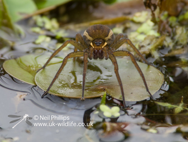 female fen raft spider on frogbit-2