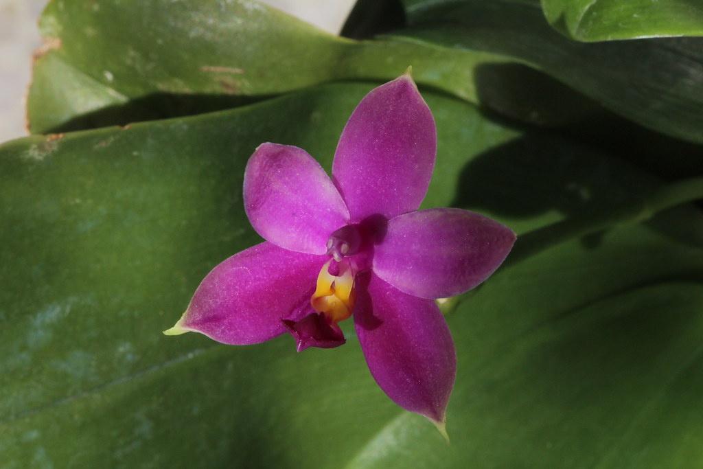 Phalaenopsis bellina x violacea coerulea indigo 22667024045_41cfaa2858_b