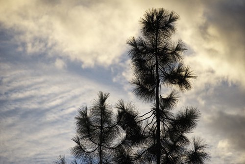 california ca tree pine clouds sunrise socal pineneedles southerncalifornia orangecounty oc pinetrees theoc goldenstate cloudsbluesky cloudsorangecounty