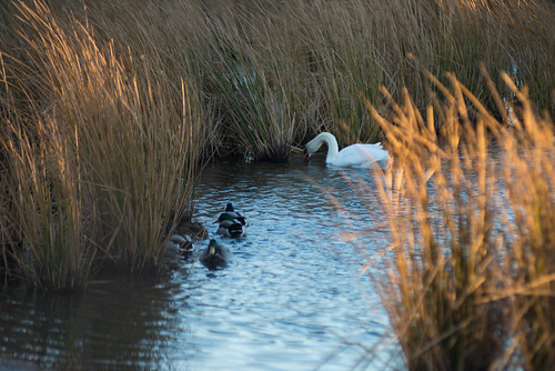 capecod sunrise oysterpond swan ducks