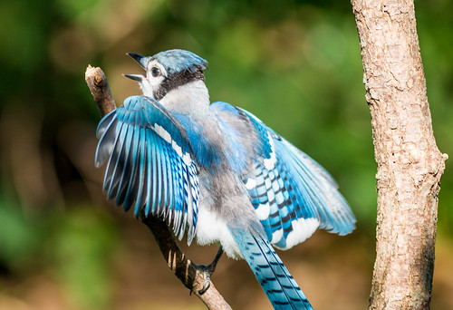 blue bird canon outdoors backyard jay song wildlife decorah lightroom decorahiowa winneshiekcounty 70d canonef400mmf56lusm
