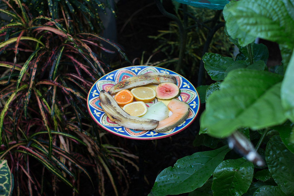 Plates of fruit in butterfly conservatory