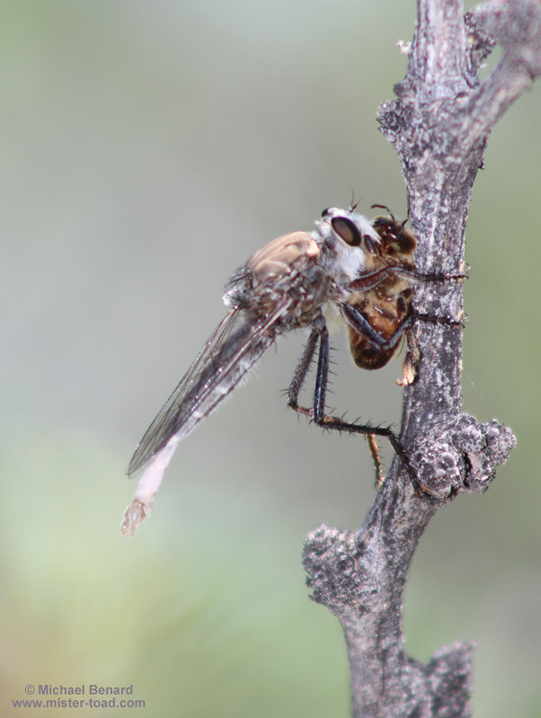 Robber Fly Eating Bee
