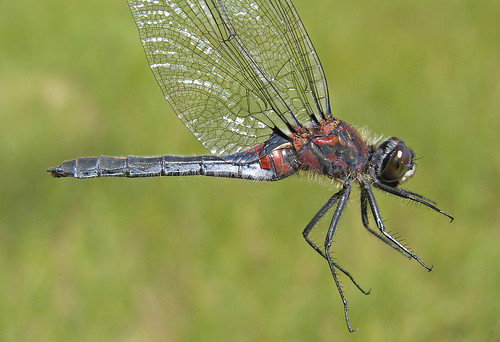 insect dragonfly whiteface odonata libellulidae anisoptera leucorrhiniaglacialis crimsonringedwhiteface