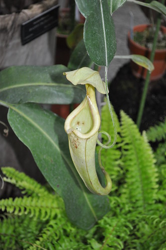 Nepenthes rafflesiana, upper pitcher