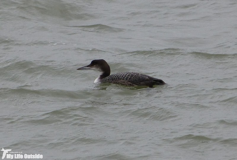 P1160728 - Great Northern Diver, Mumbles