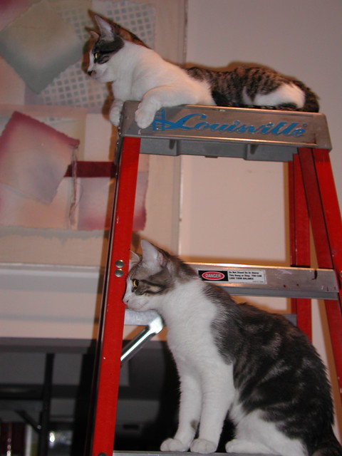 Cleo and Pope on a ladder