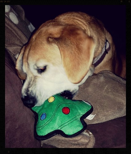 Rescued Hound Mix Loves Tuff Ones dog toys and PupCrate - Save 13% with coupon code LAPDOGCREATIONS