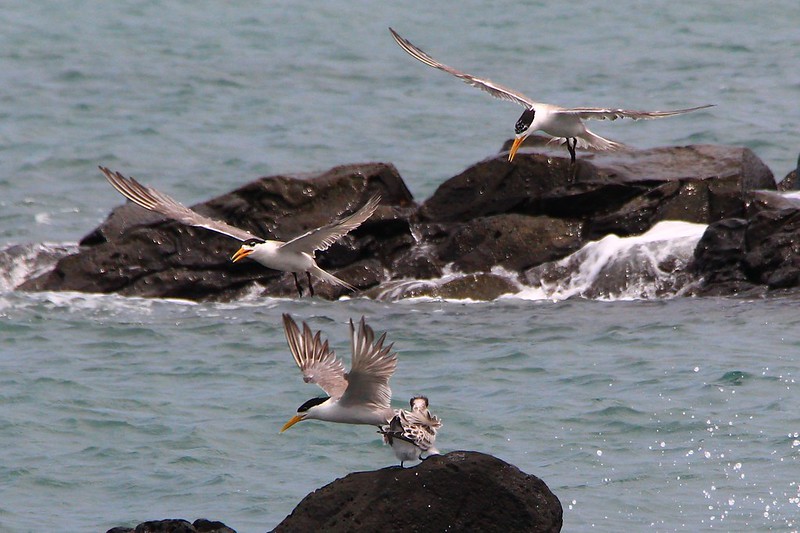 IMG_3152 鳳頭燕鷗 Greater Crested Tern