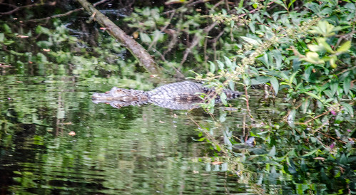 Alligator at Woods Bay