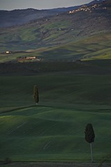 Trees in Val d'Orcia