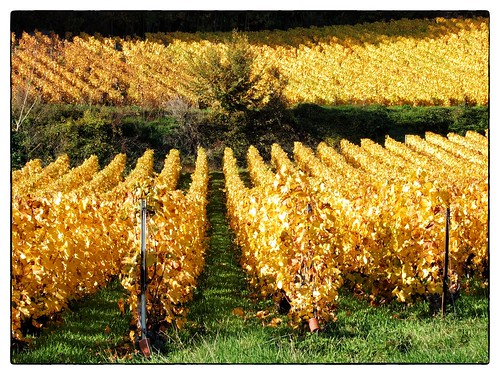 automne champagne vignes