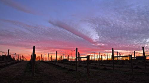 bear sunset ohio colors clouds rural evening vineyard twilight sundown indian winery arbor grape walhonding