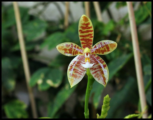Phalaenopsis Meen Estrella (tetraspis x cornu-cervi f. chattaladae) 21303478812_3405151d83_z