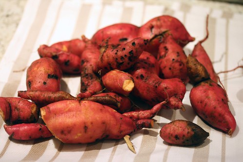 sweet potato harvest