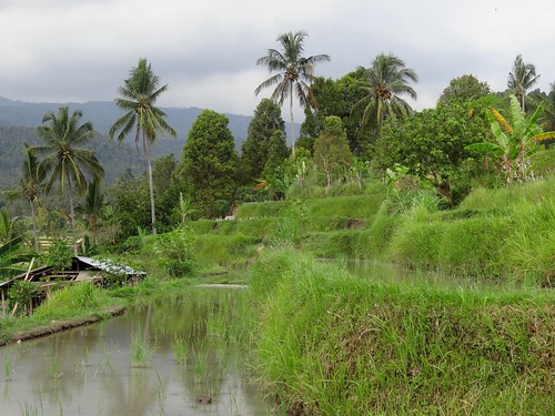 bali green nature rural indonesia landscape rice cloudy terrace outdoor vegetation farmer agriculture munduk