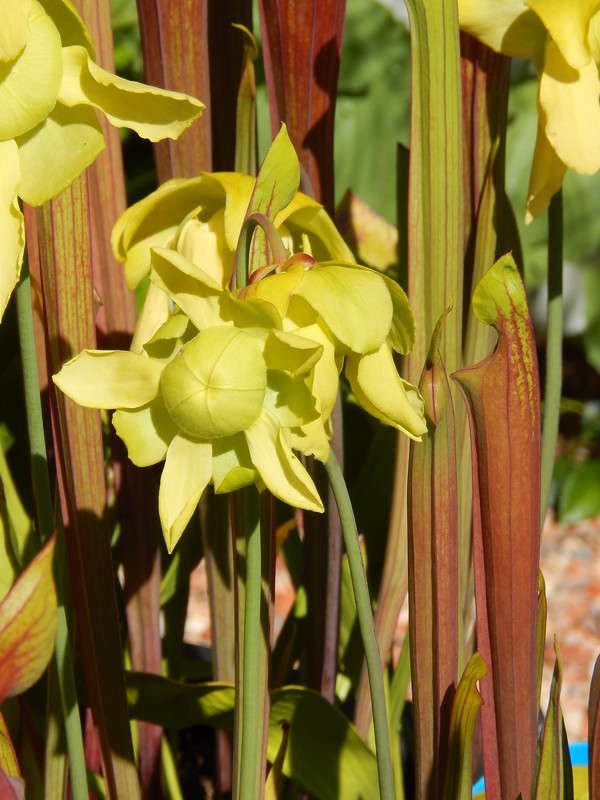 Sarracenia flava var. rubricoprora 'FRT 1', flowers