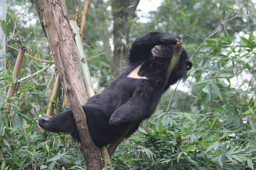 Wang Cai lies on his back on the branch at his enclosure 4