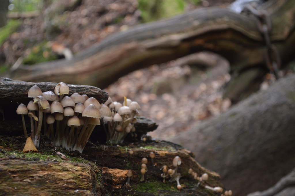 Mushrooms on the Chained Oak Tree