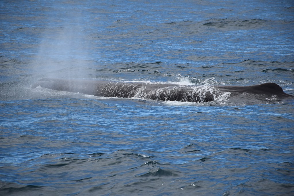 凱庫拉觀鯨-鯨魚浮現8 (1280x853)