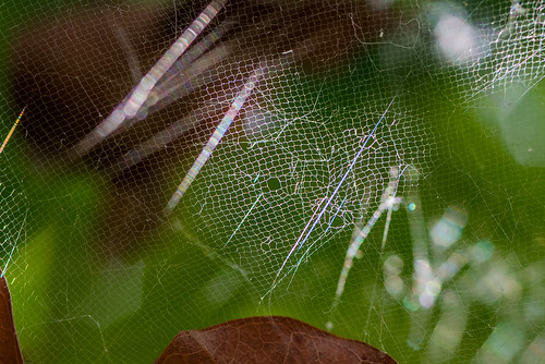 Mesh Spider Web