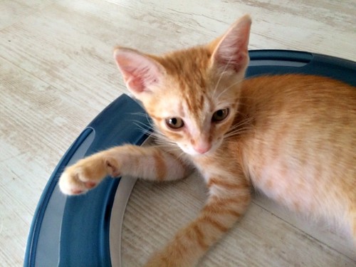 Kuga, gatito naranja ojos miel nacido en Julio´15, en adopción. Valencia. ADOPTADO. 20448031583_3366c94e3b