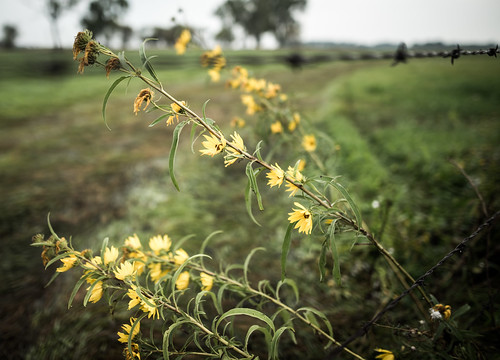 travel wild summer plant flower field yellow fence wire lisbon grow sunflower northdakota prairie grassland barbed dakota sheyennenationalgrassland