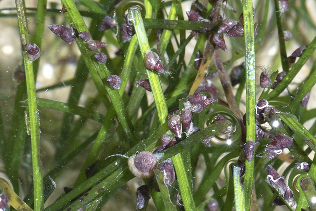 Tiny seagrass snails (Alaba virgata)