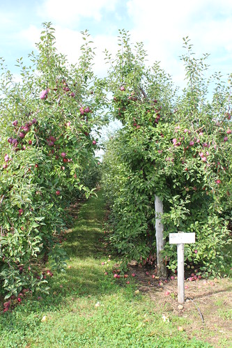 qc québec quebec orchard verger apple pomme montérégie monteregie canada
