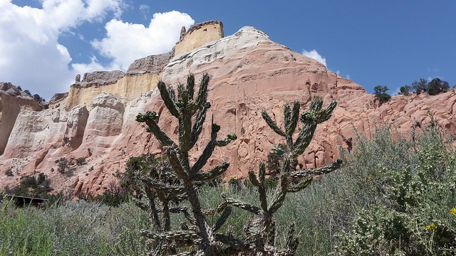 Cacti and strata in New Mexico