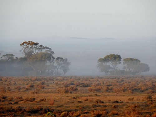 morning trees fog bush peaceful appearing sunnybrae ilobsterit