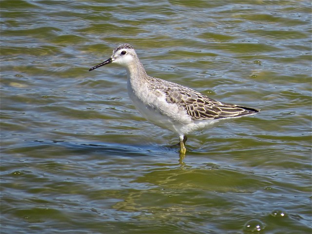 Wilson's Phalarope at El Paso Sewage Treatment Center in Woodford County, IL 11