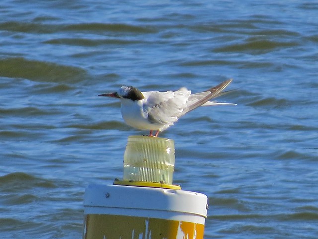 Common Tern at Lake Bloomington in McLean County, IL 14