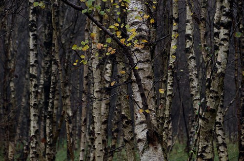 autumn forest nikon birchtrees d5100