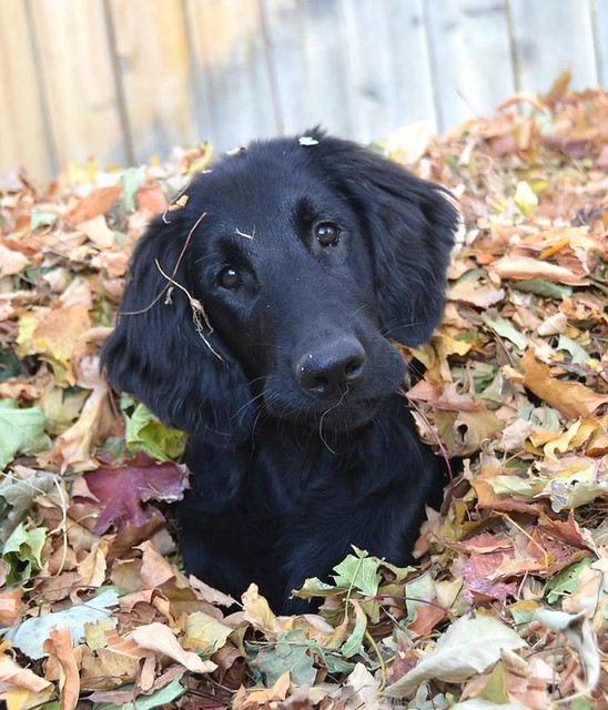 Flat-Coated Retriever Pictures and Informations - Dog ...