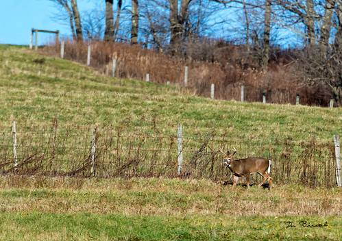 november usa fall nikon wildlife places deer pa buck tioga 2015 tiogacounty sabinsville druckfarm wattlesrun